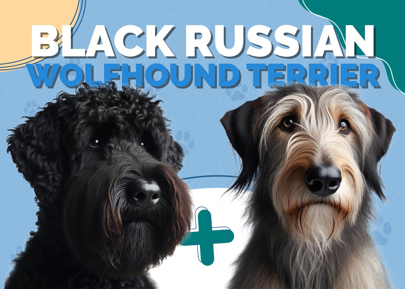 Black Russian Wolfhound Terrier