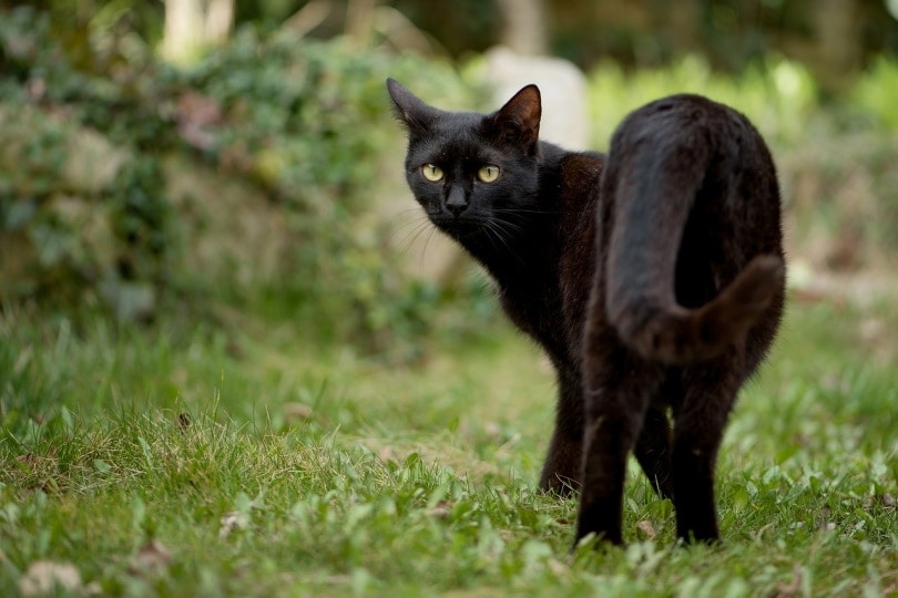 Why do cats wiggle before pouncing 4 Why Do Cats Wiggle Their Butts Before They Pounce? Here's the Reason! | Hepper
