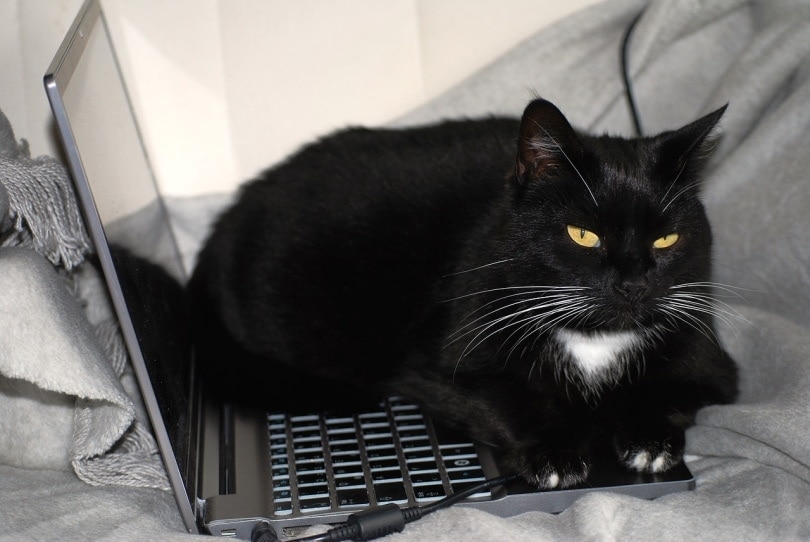 Black cat on top of a laptop