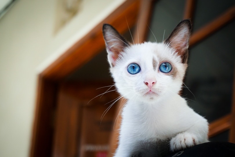 Blue-eyed kitten staring at the camera
