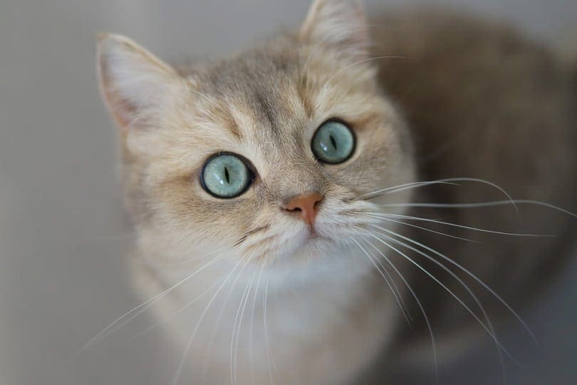 Gato de ojos azules mirando hacia arriba.