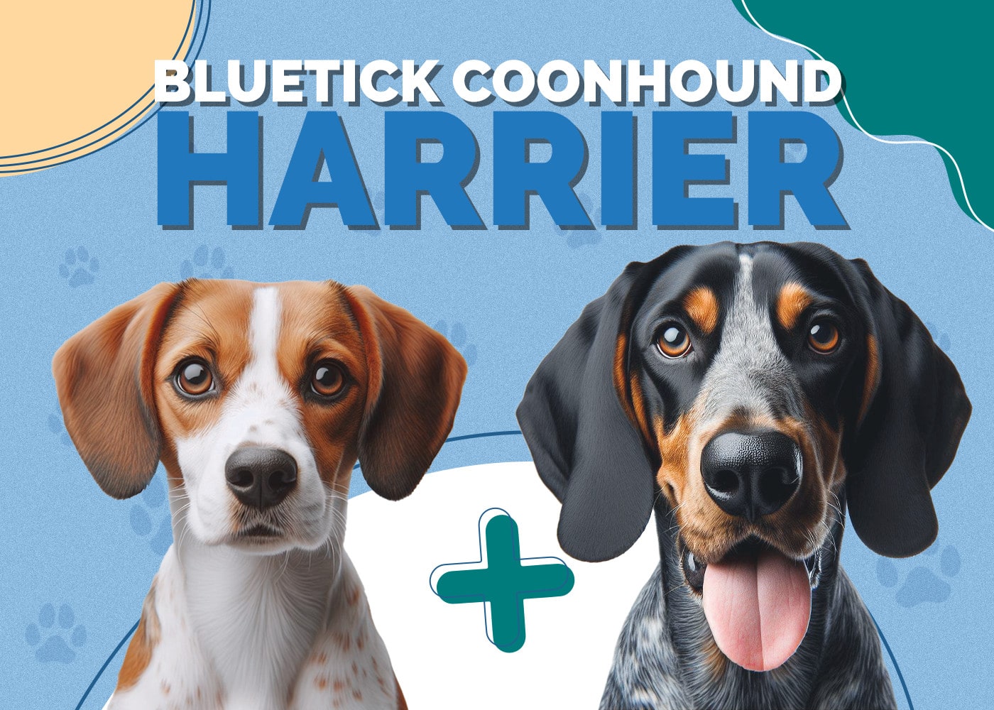 Bluetick Coonhound Harrier