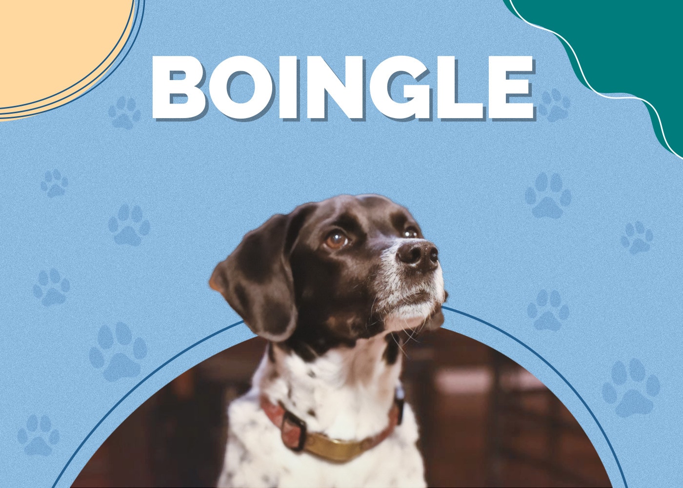 Boingle (Beagle & German Shorthaired Pointer Mix)