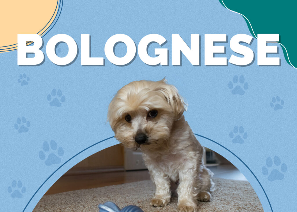 Bolognese