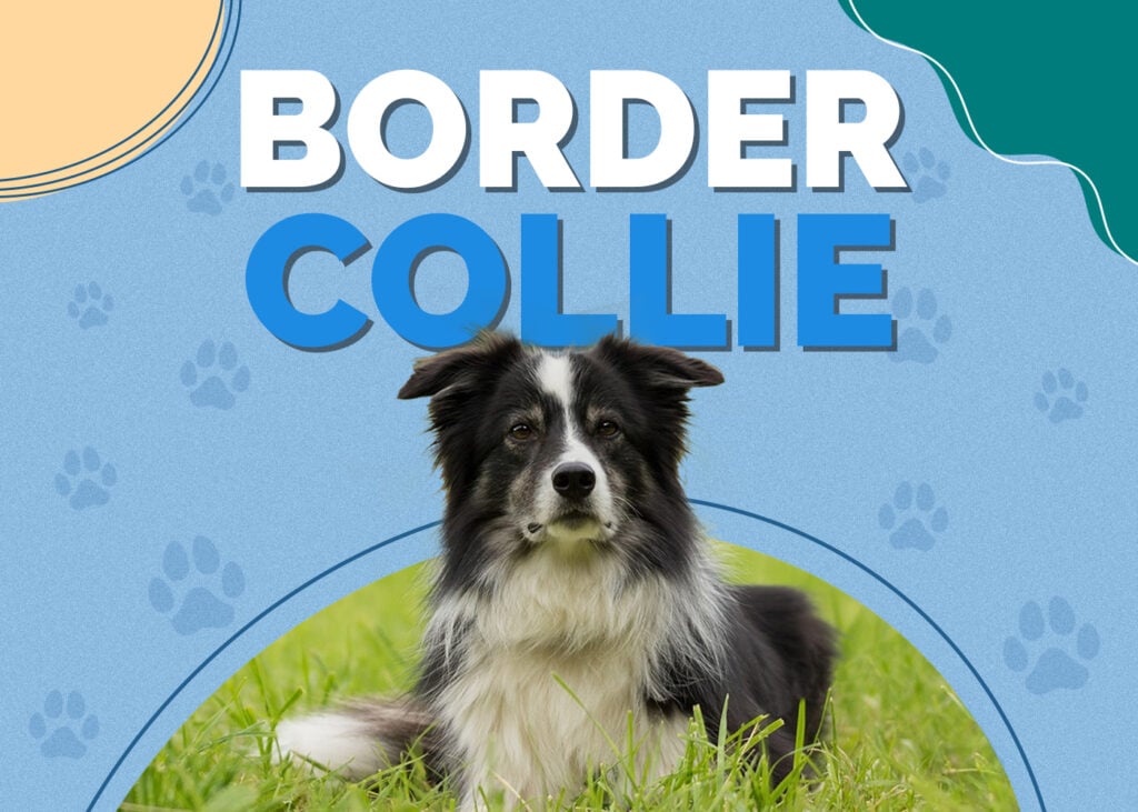 Border Collie Dog