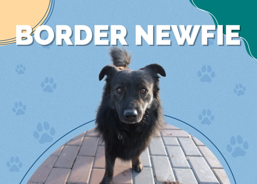 Border Newfie (Border Collie & Newfoundland Mix)
