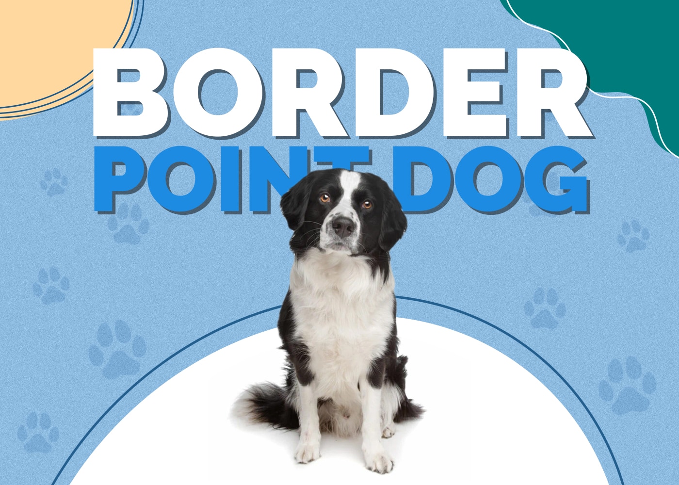 Border Point Dog (Border Collie & Pointer Mix)