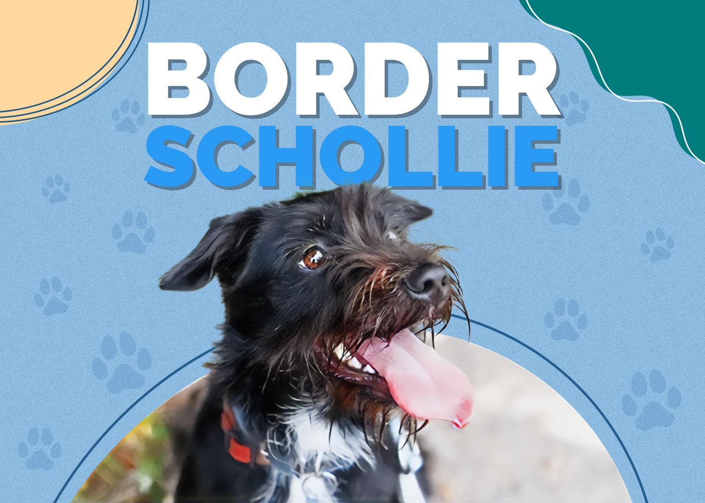 Border Schollie (Border Collie & Schnauzer Mix)