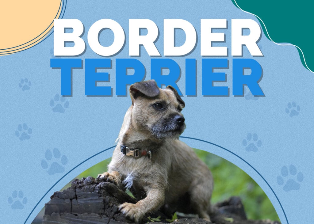 Border Terrier Dog Breed: Info, Pictures, Traits & Facts | Hepper