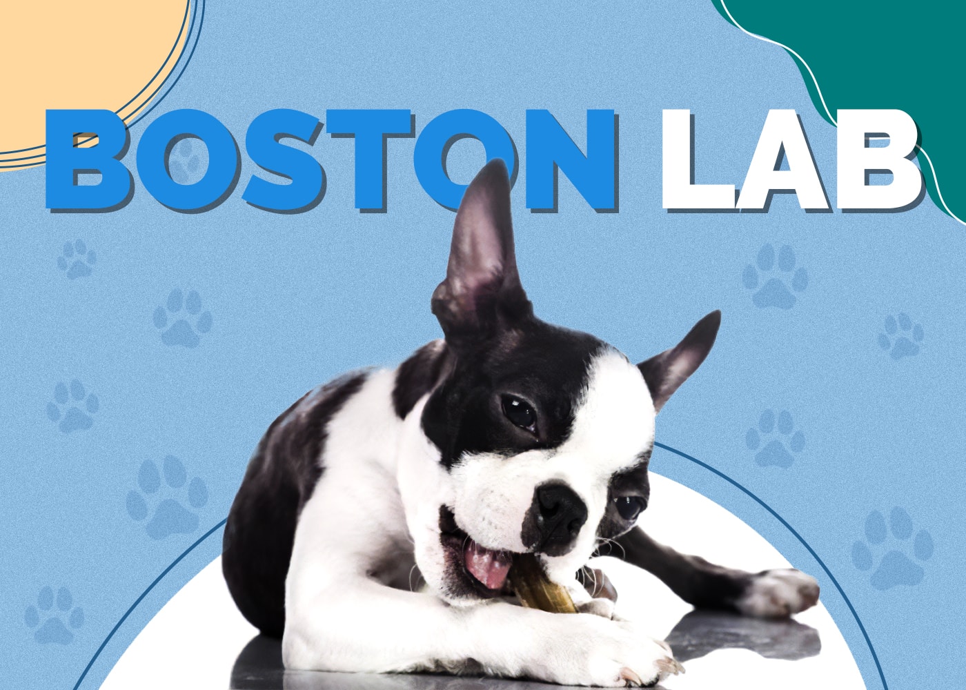 Boston Lab (Boston Terrier & Labrador Retriever Mix)