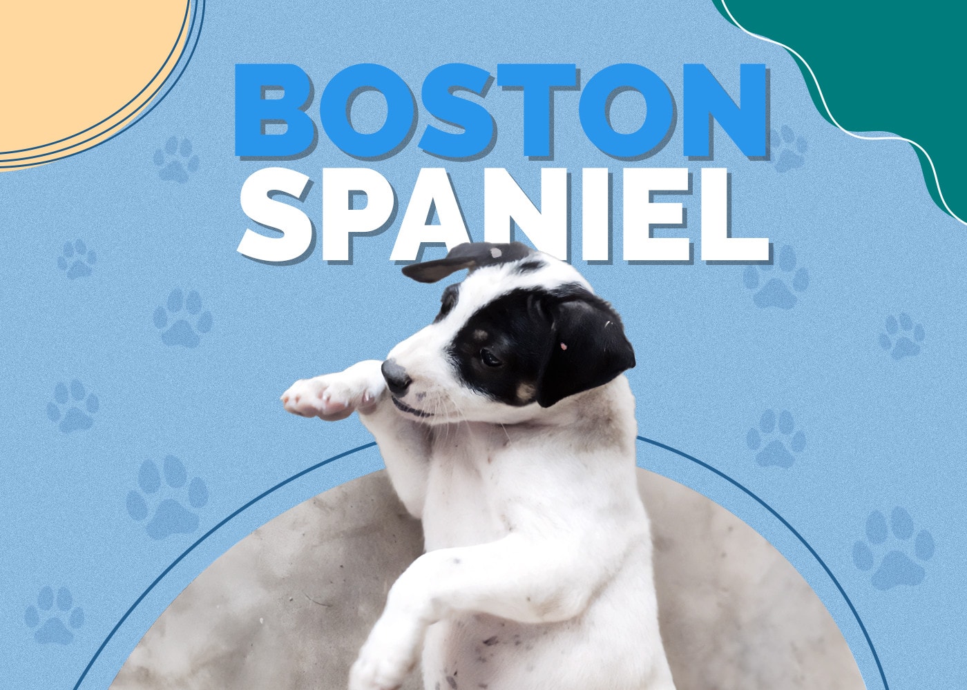 Boston Spaniel (Boston Terrier & Cocker Spaniel Mix)