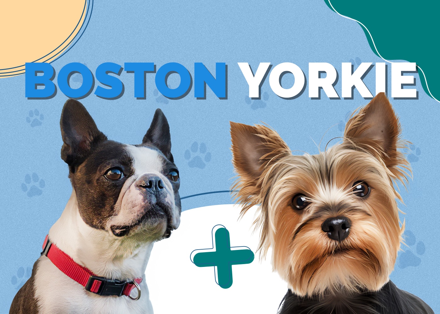 Boston Yorkie (Boston Terrier & Yorkshire Terrier Mix)