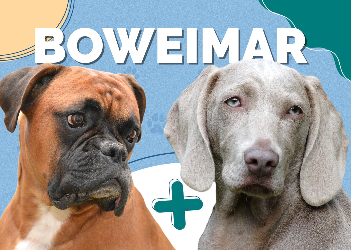 Boweimar (Boxer & Weimaraner Mix)