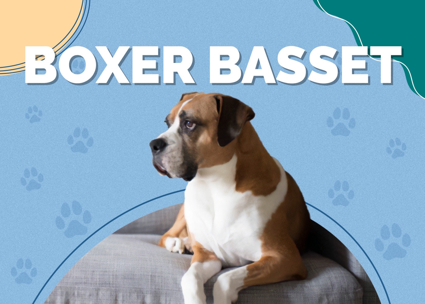 Boxer Basset (Boxer & Basset Hound Mix)