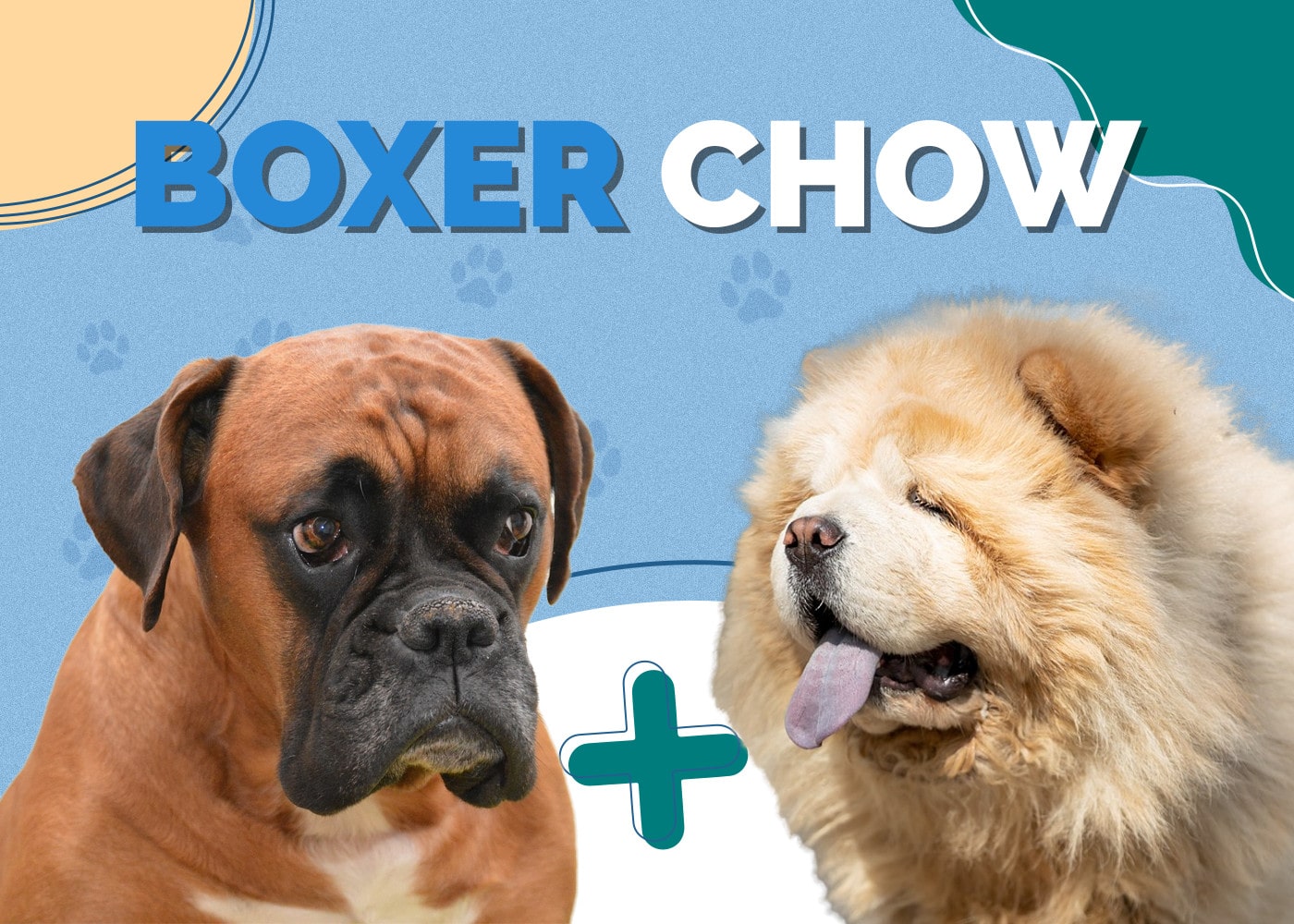 Boxer Chow (Boxer & Chow Chow Mix)
