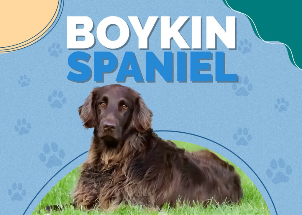 Boykin Spaniel