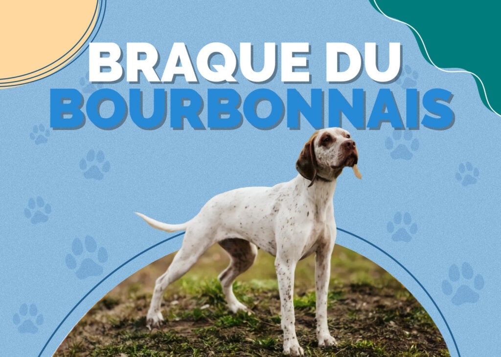 Braque Du Bourbonnais