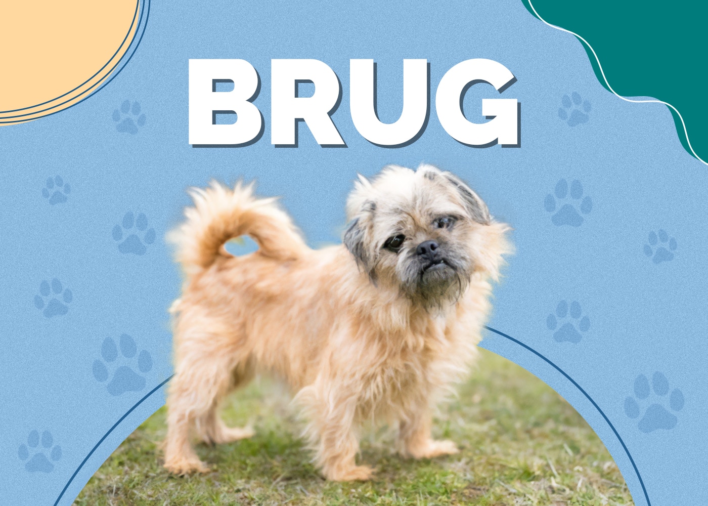 Brug (Brussels Griffon & Pug Mix)