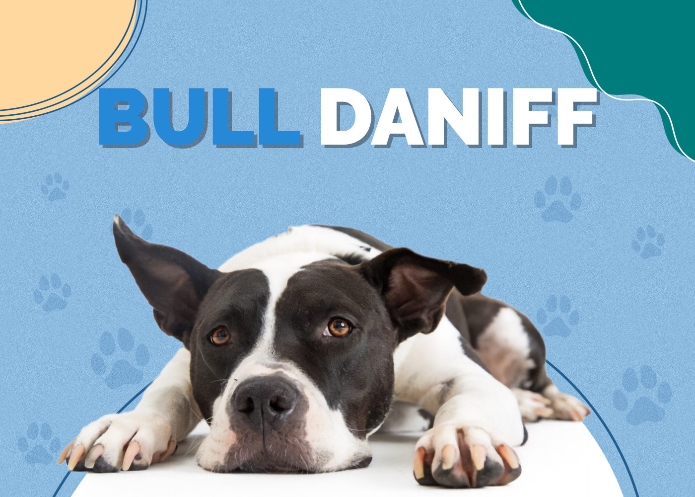 Bull Daniff (Great Dane & Bullmastiff Mix)