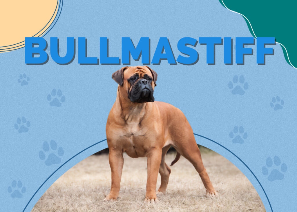 Bullmastiff