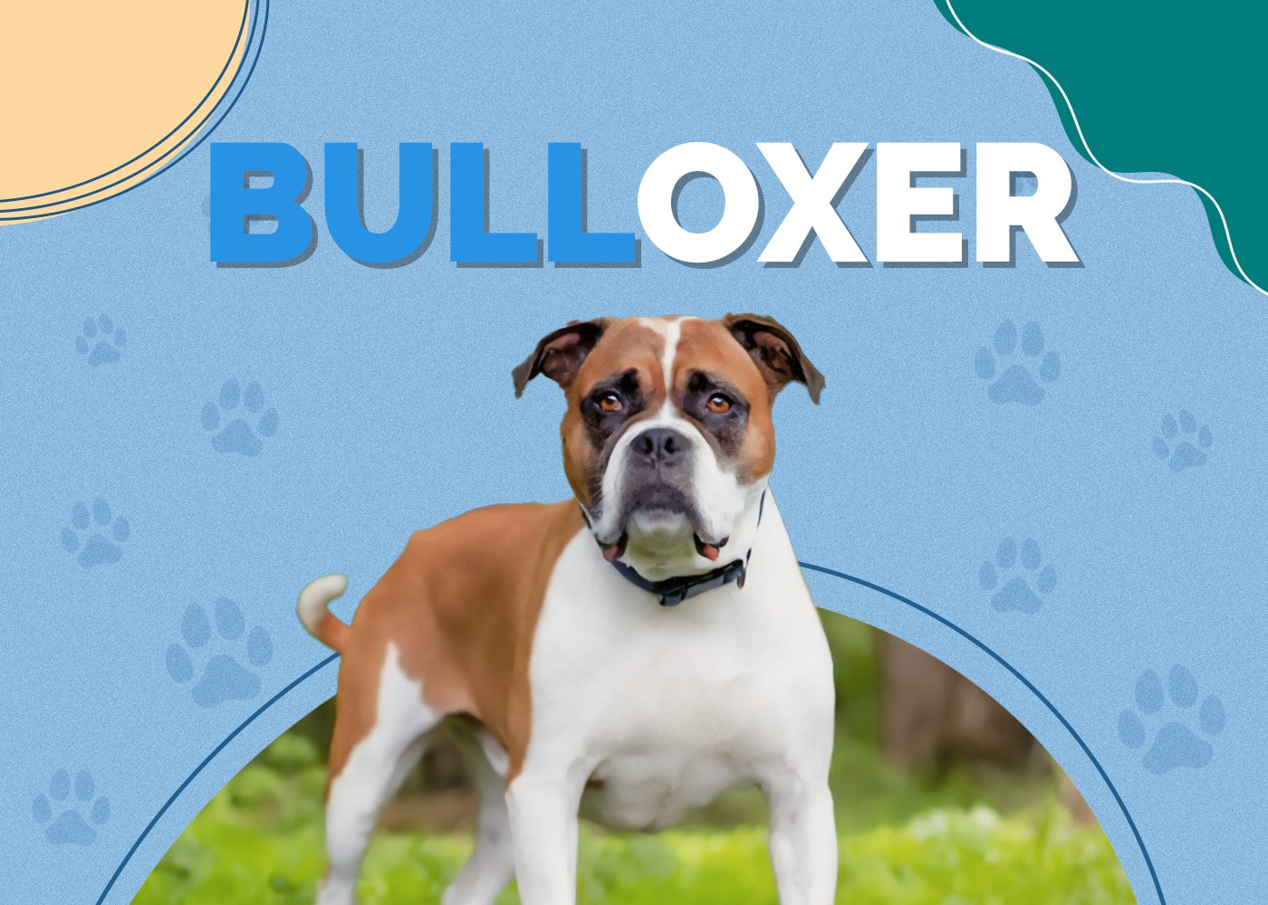 Bulloxer (Boxer & American Bulldog Mix)