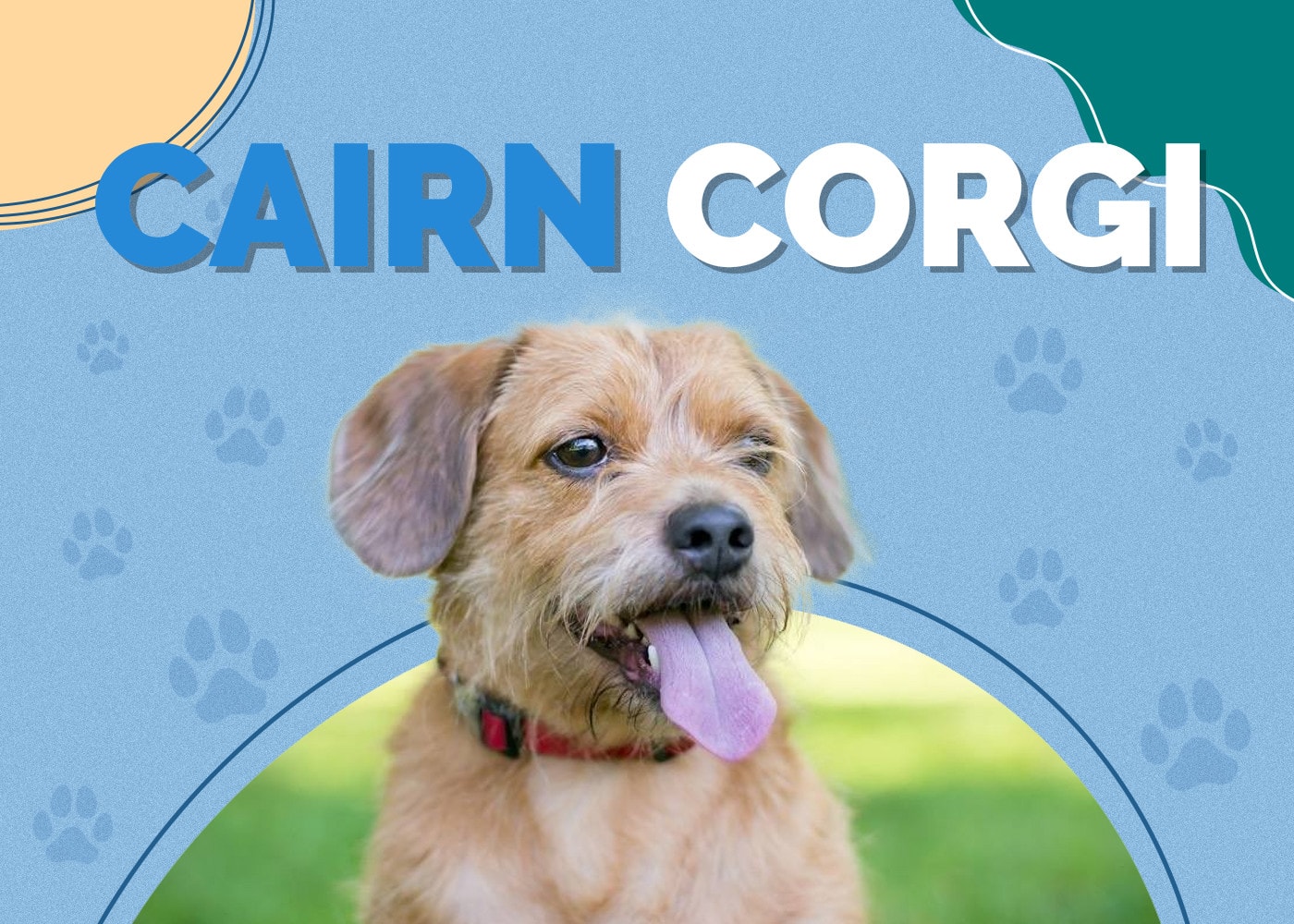 Cairn Corgi (Cairn Terrier & Welsh Corgi Mix)