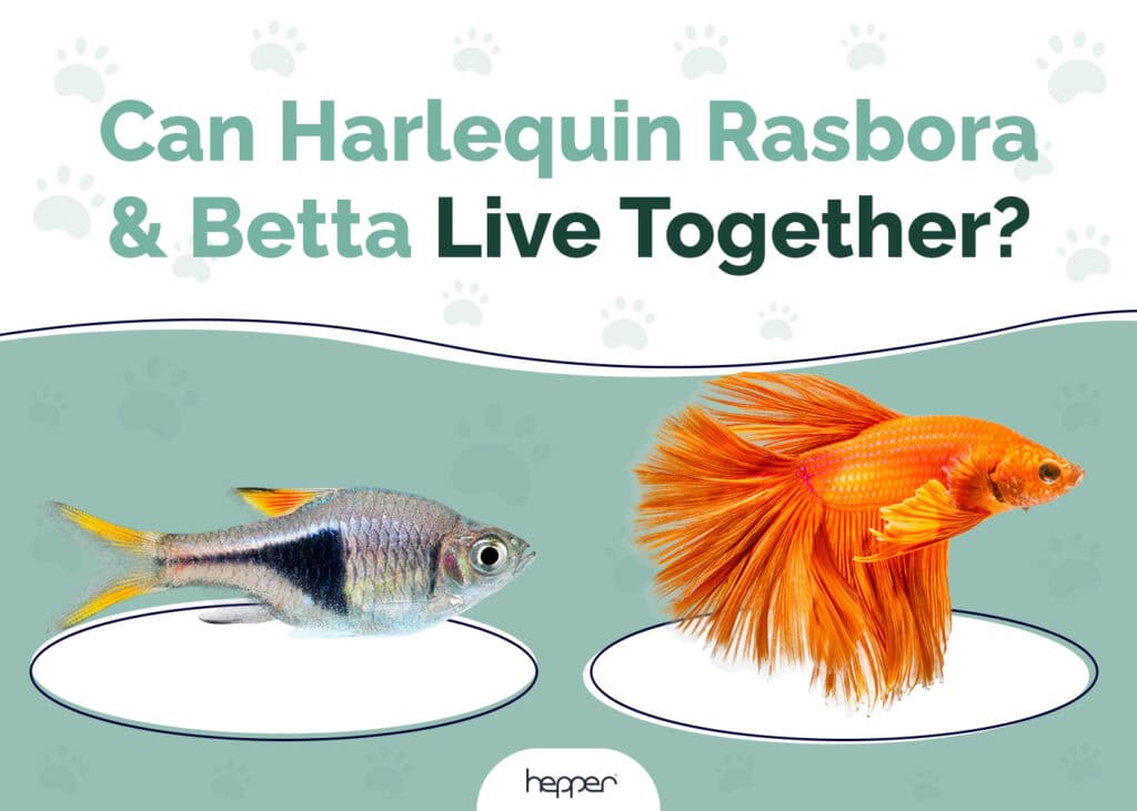 Can Harlequin Rasbora & Betta Live Together