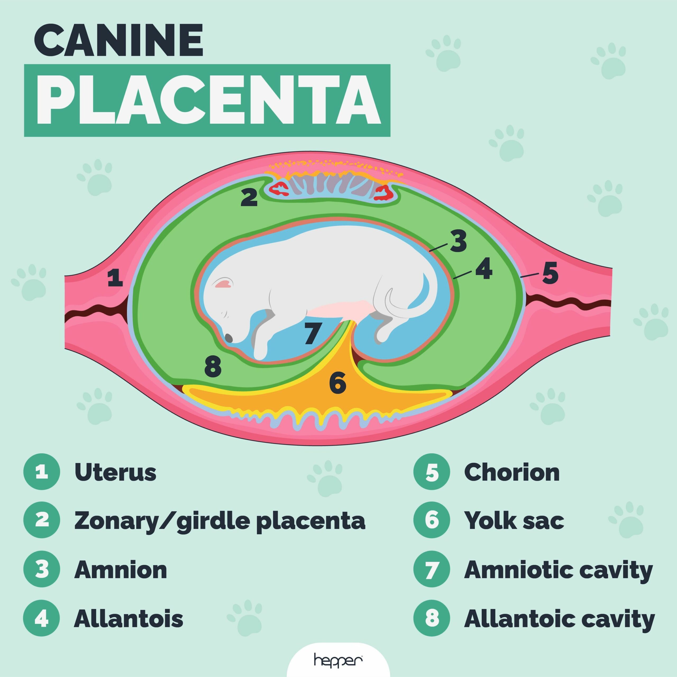 Canine placenta infographic