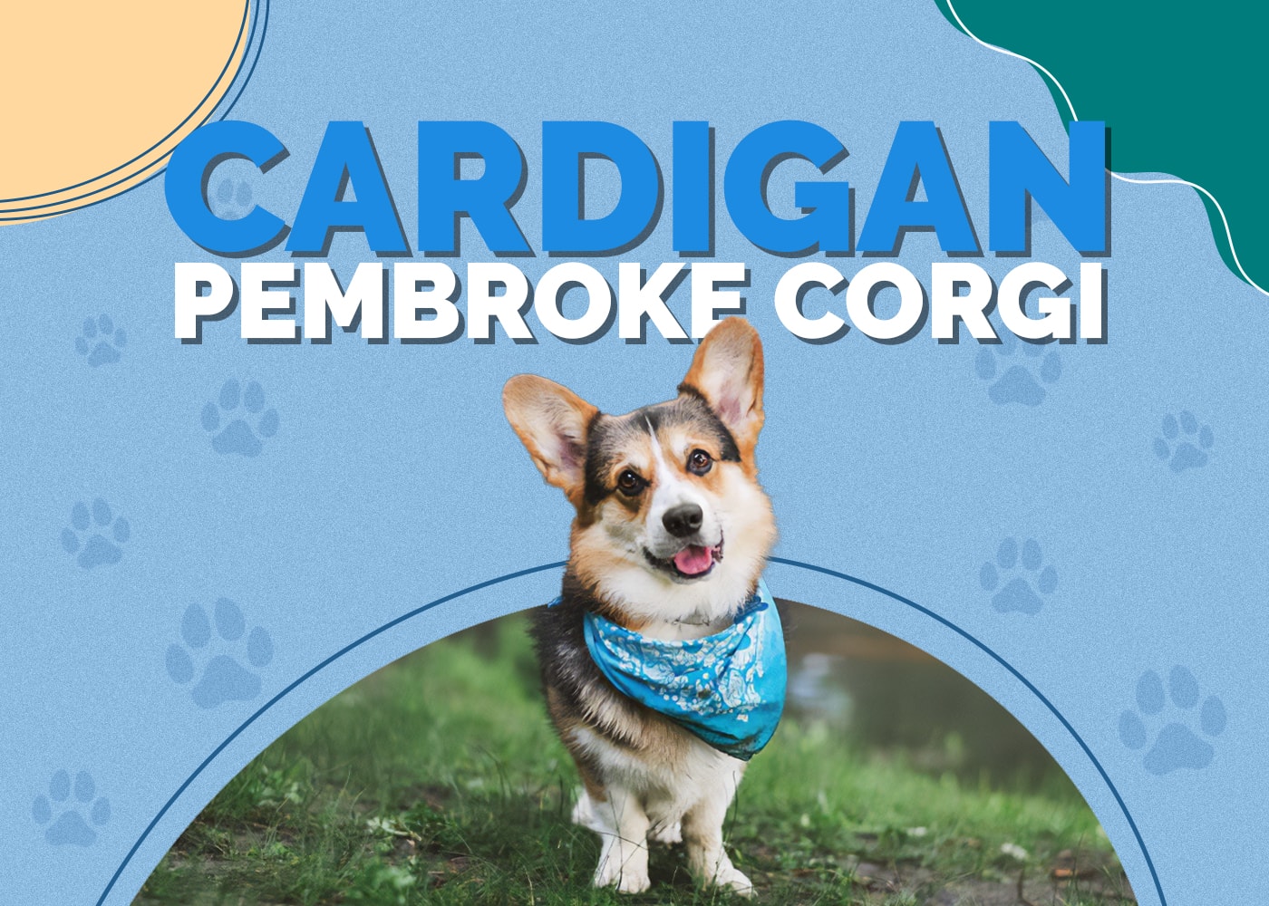Cardigan Pembroke Corgi Mix