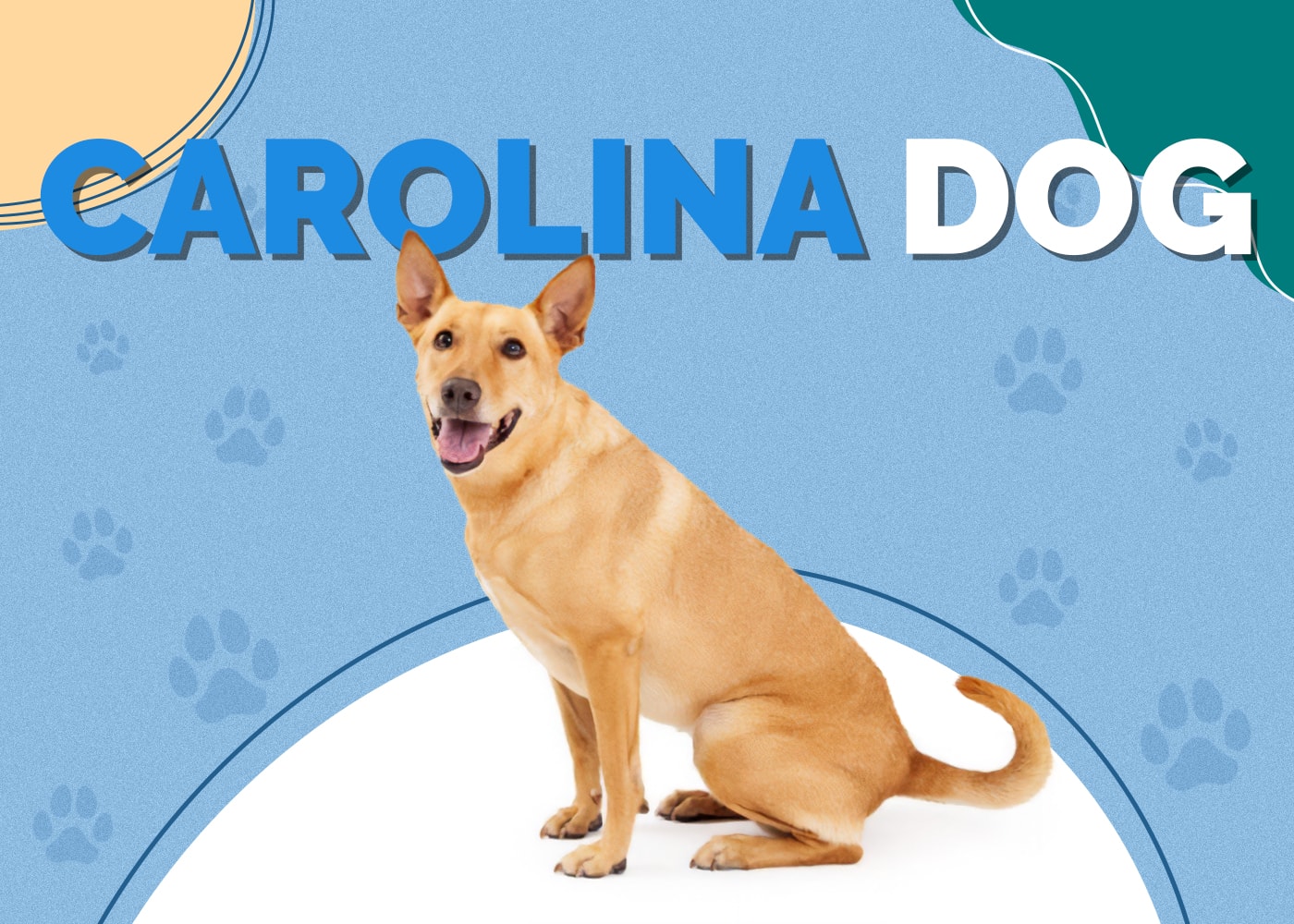 Carolina Dog (Dixie Dingo)