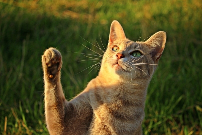 Cat asking for a high five