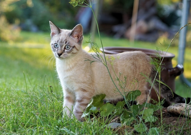 Cat getting ready to pounce