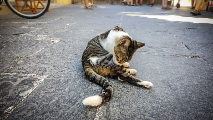 Cat grooming self on concrete floor