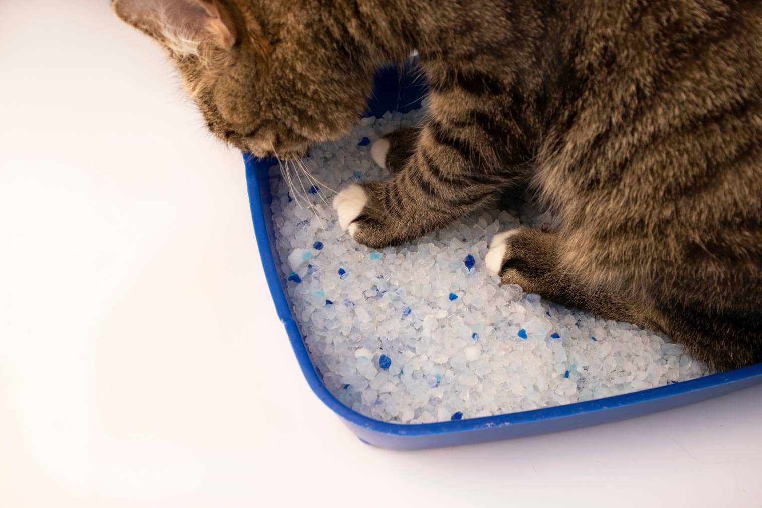 Cat into blue tray