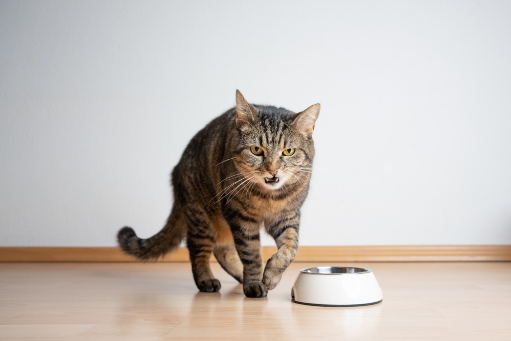 Cat not happy with his food