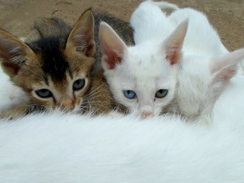 Cat nursing her kittens