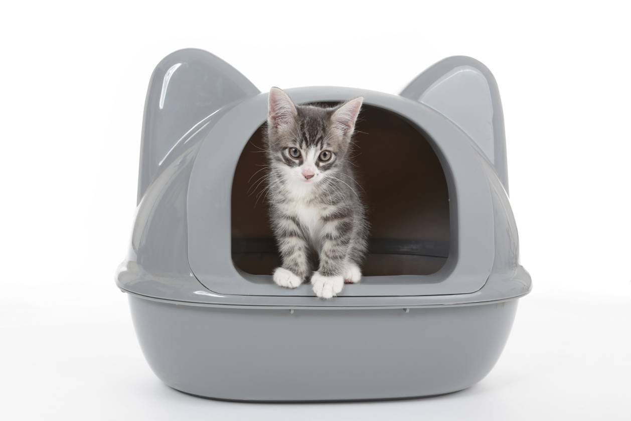 Cat pooping in cat litter