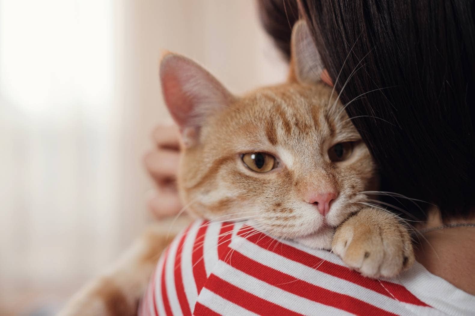 Katze, die ihren Besitzer umarmt