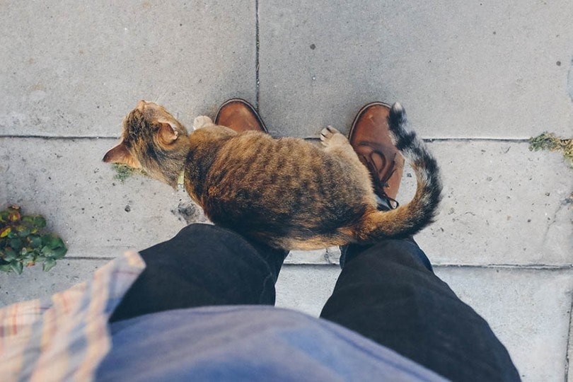 Cat rubbing against owner's legs