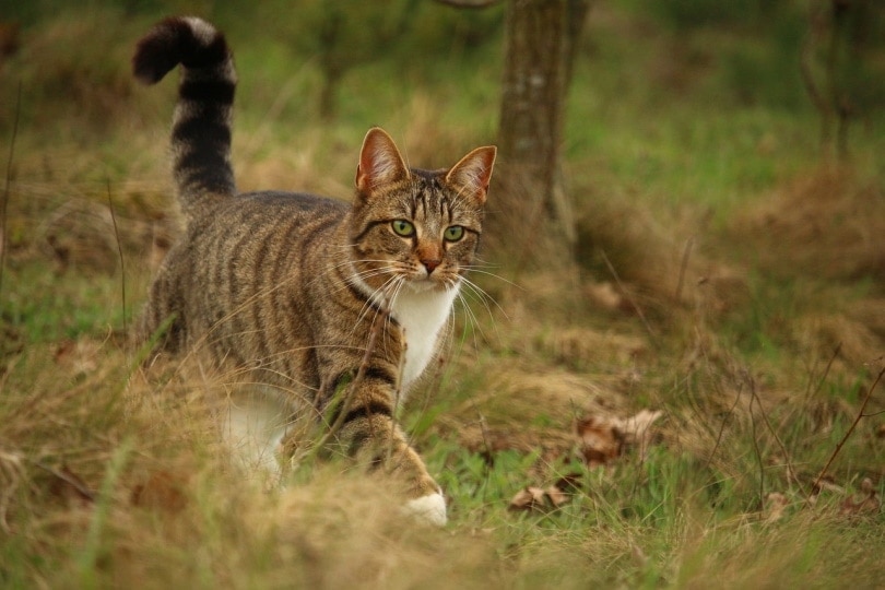 Cat walking among tall grass