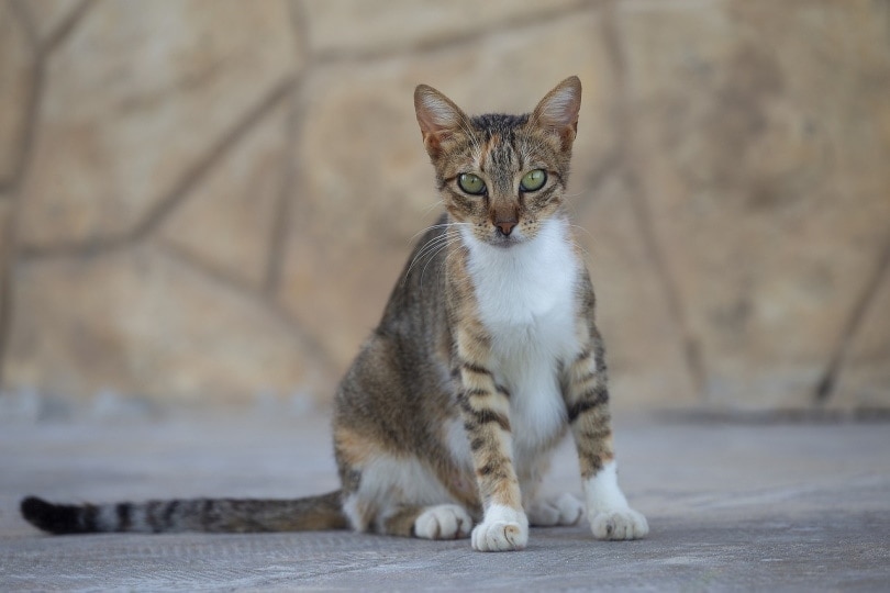 Cat with a long tail