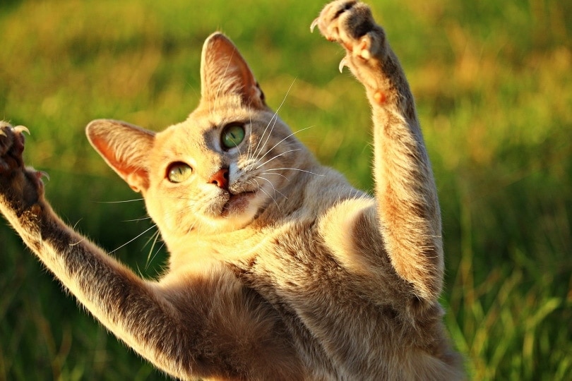 Cat with paws raised up