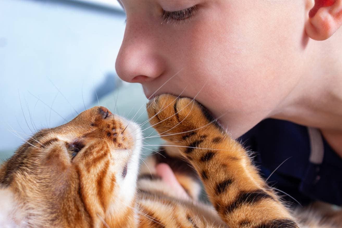 Katze legt Pfote auf das Gesicht eines Kindes