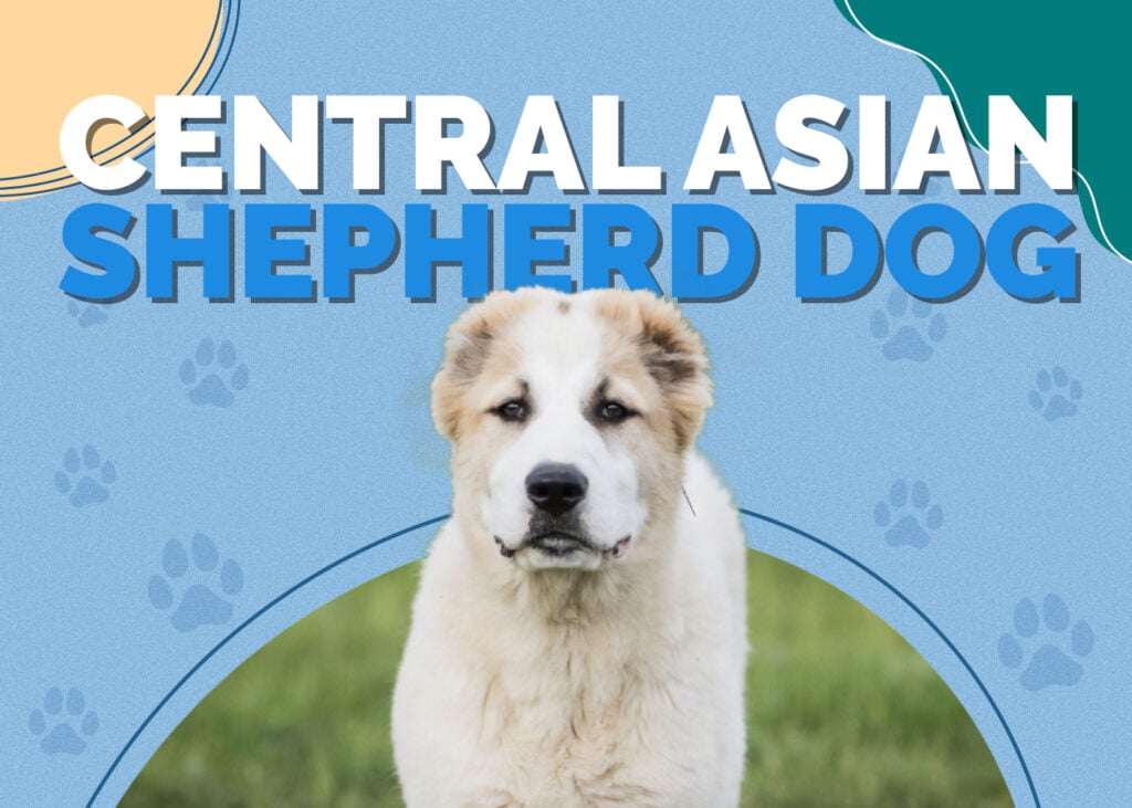 Central Asian Shepherd Dog