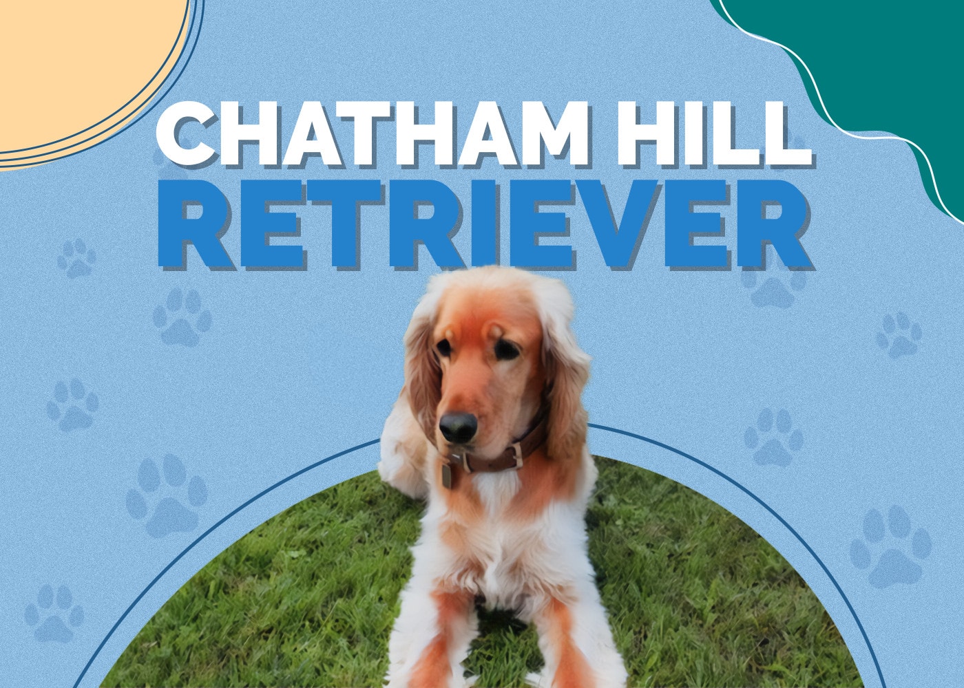 Chatham Hill Retriever (Flat-Coated Retriever & Cocker Spaniel Mix)