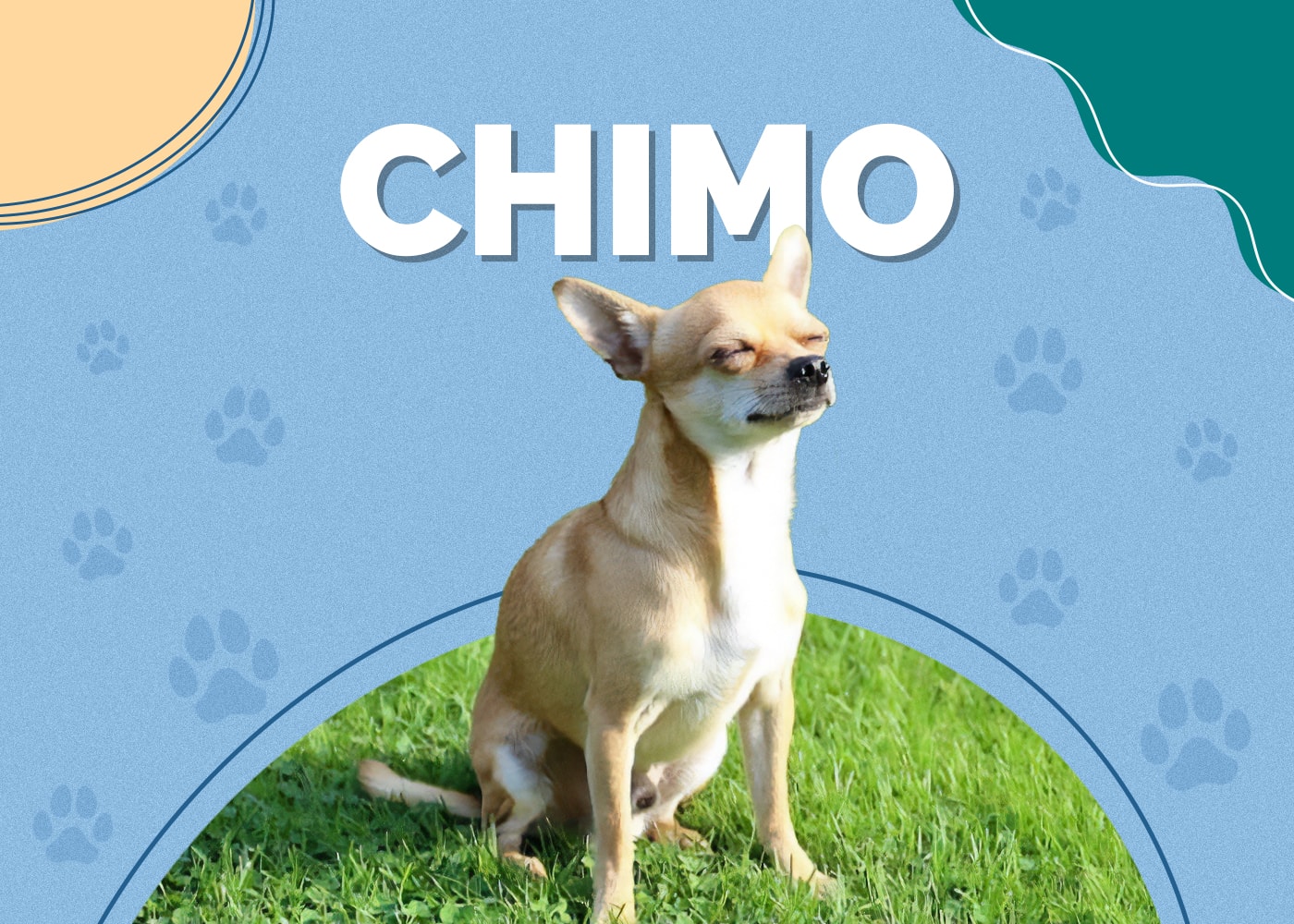 Chimo Dog (Chihuahua & American Eskimo Mix)