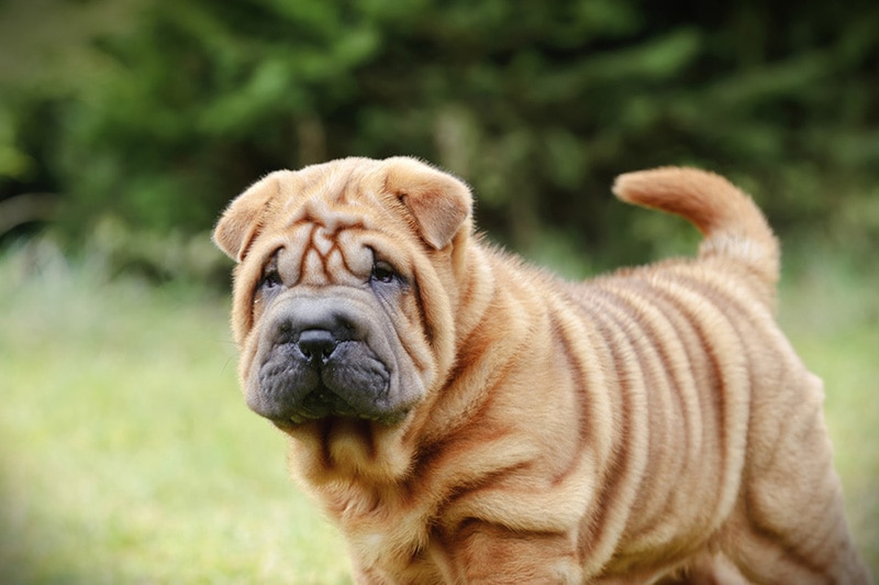 Chinese Shar pei puppy portrait at garden Closeup