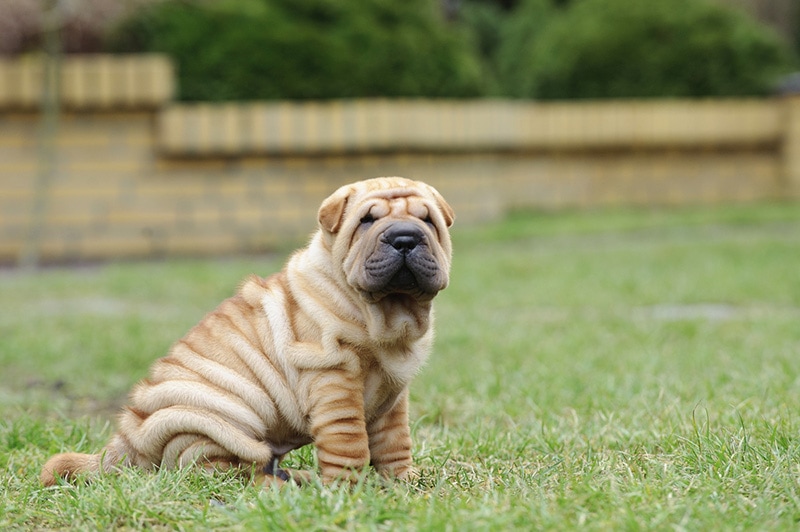 Shar pei sales good with kids