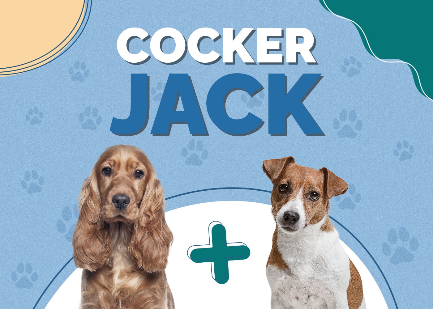 Cocker Jack (Cocker Spaniel & Jack Russell Terrier Mix)