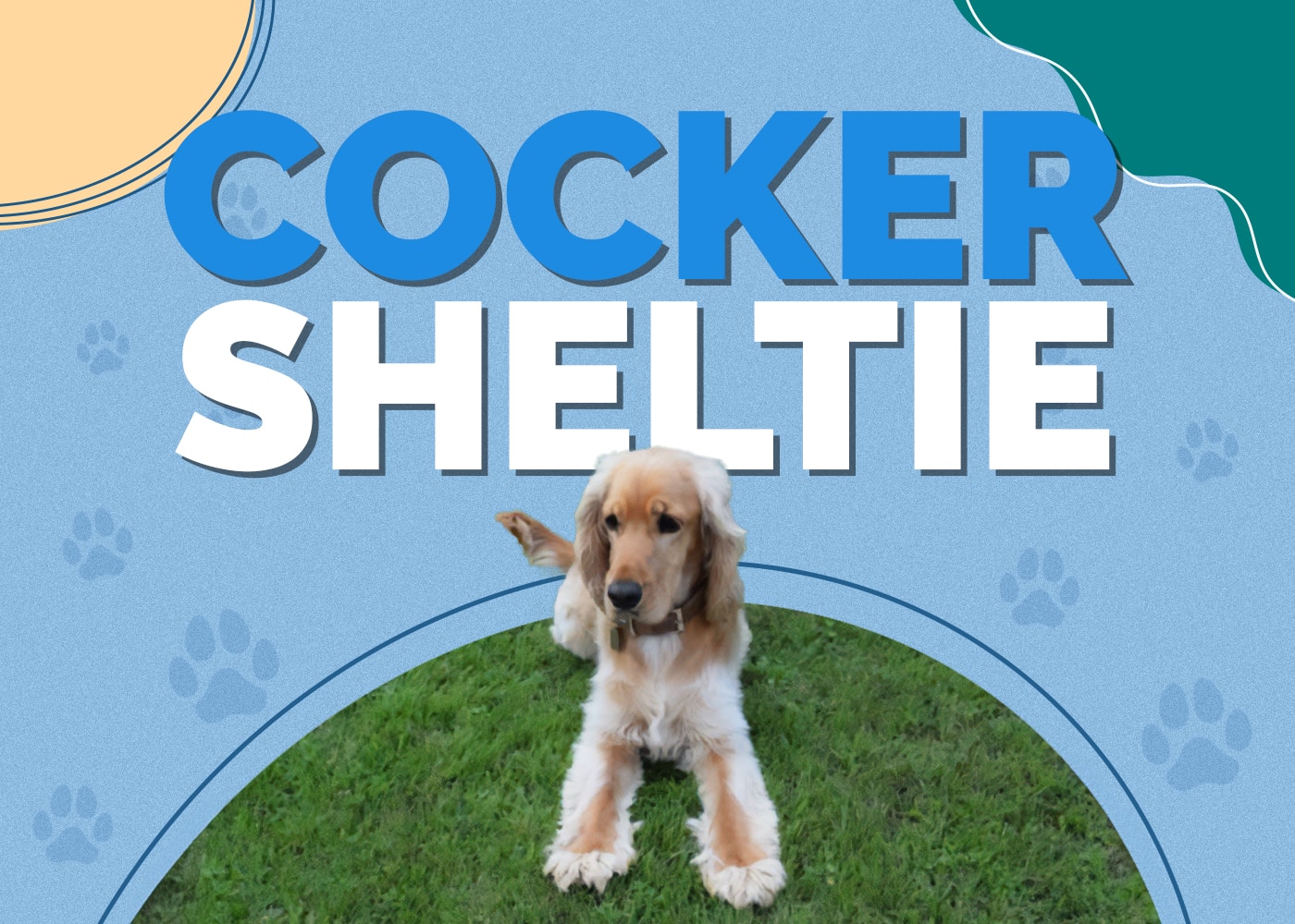 Cocker Sheltie (Cocker Spaniel & Shetland Sheepdog Mix)